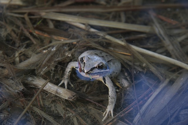 Agile o temporaria? Rana agile (Rana dalmatina)